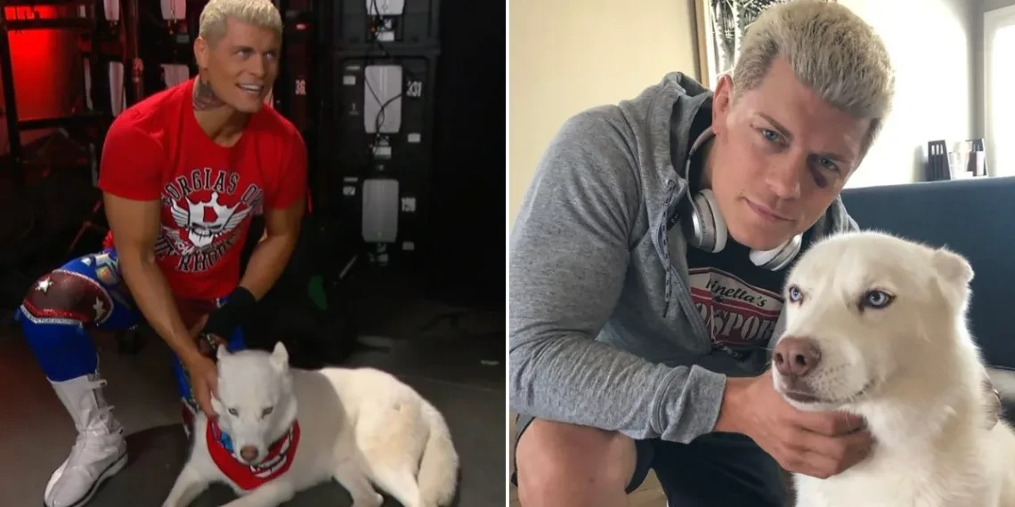 Cody Rhodes